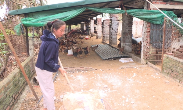 Ngành chăn nuôi khôi phục sản xuất