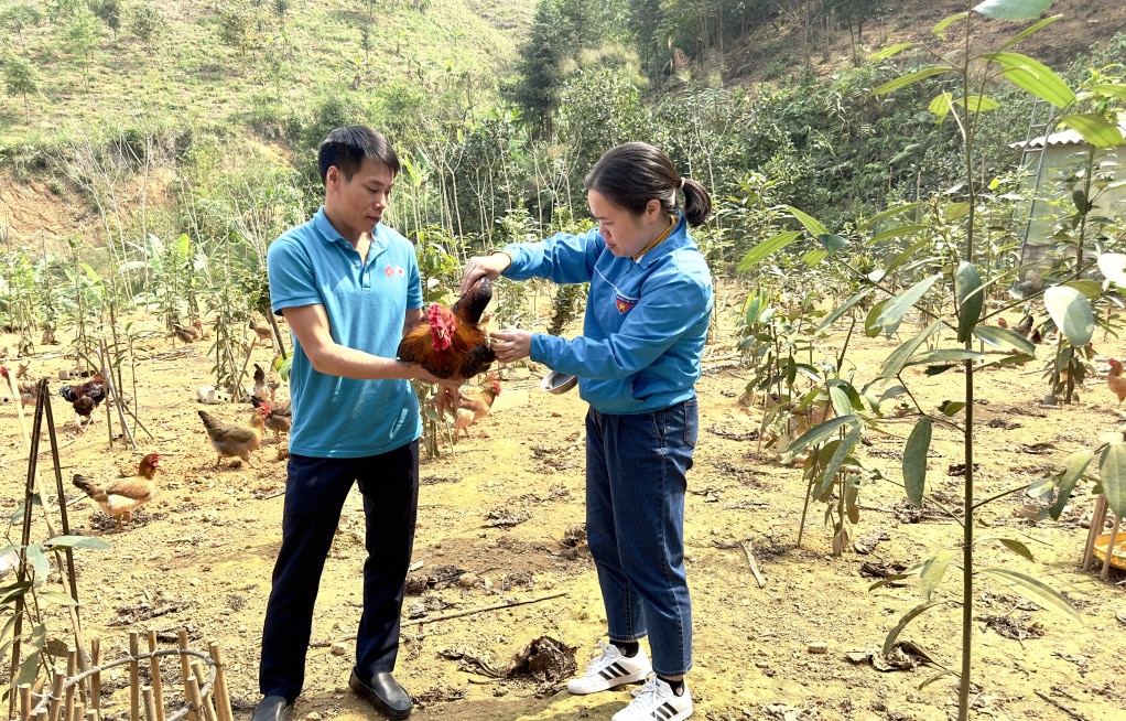 Le modèle d'élevage de poulets médicinaux de colline de M. Nguyen Van Cuong dans la ville de Ba Che relie actuellement les ménages pour élever des poulets dans un processus fermé. Photo : Pham Hoc