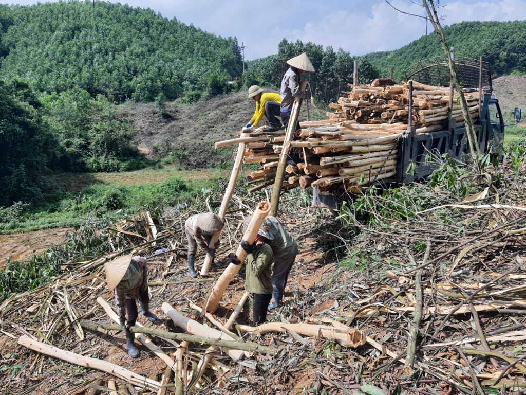 Das Volk der Ba Che erntet Akazien, um auf den Anbau großer Nutzholzbäume umzusteigen. Foto: Mai Linh