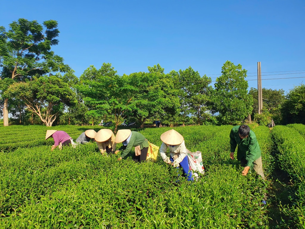 Quy trình trồng, chăm sóc được triển khai theo hướng vô cơ, quá trình thu hái được thực hiện vào sáng sớm với tiêu chuẩn “1 tôm 2 lá”.