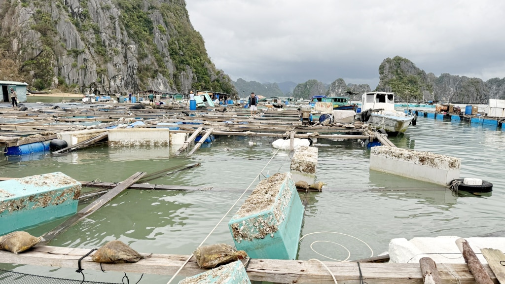 Những ô lồng nuôi cá của người dân Vân Đồn bị bão đánh tan hoang. Ảnh: Mạnh Trường