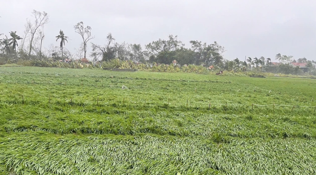 Do ảnh hưởng của bão, trên 2.000ha lúa, màu trên địa bàn TX Đông Triều bị ảnh hưởng.