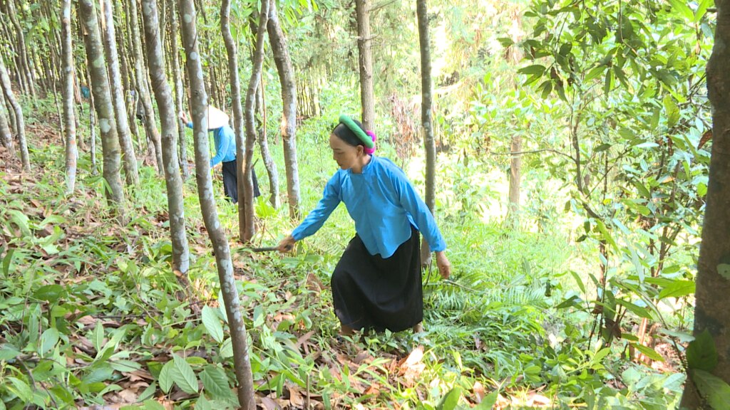 Diện tích trồng quế của toàn huyện Tiên Yên có tới 1.000ha.