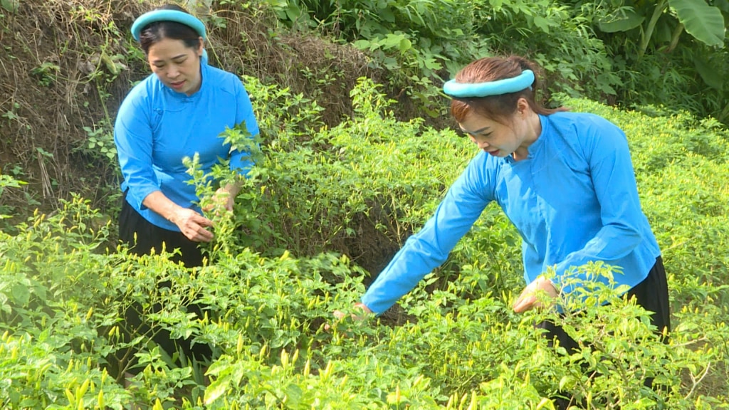 Mô  hình trồng cây ớt chào mào của người dân xã Đại Dực, mang lại hiệu quả kinh tế gần 70 triệu đồng/1ha/năm.