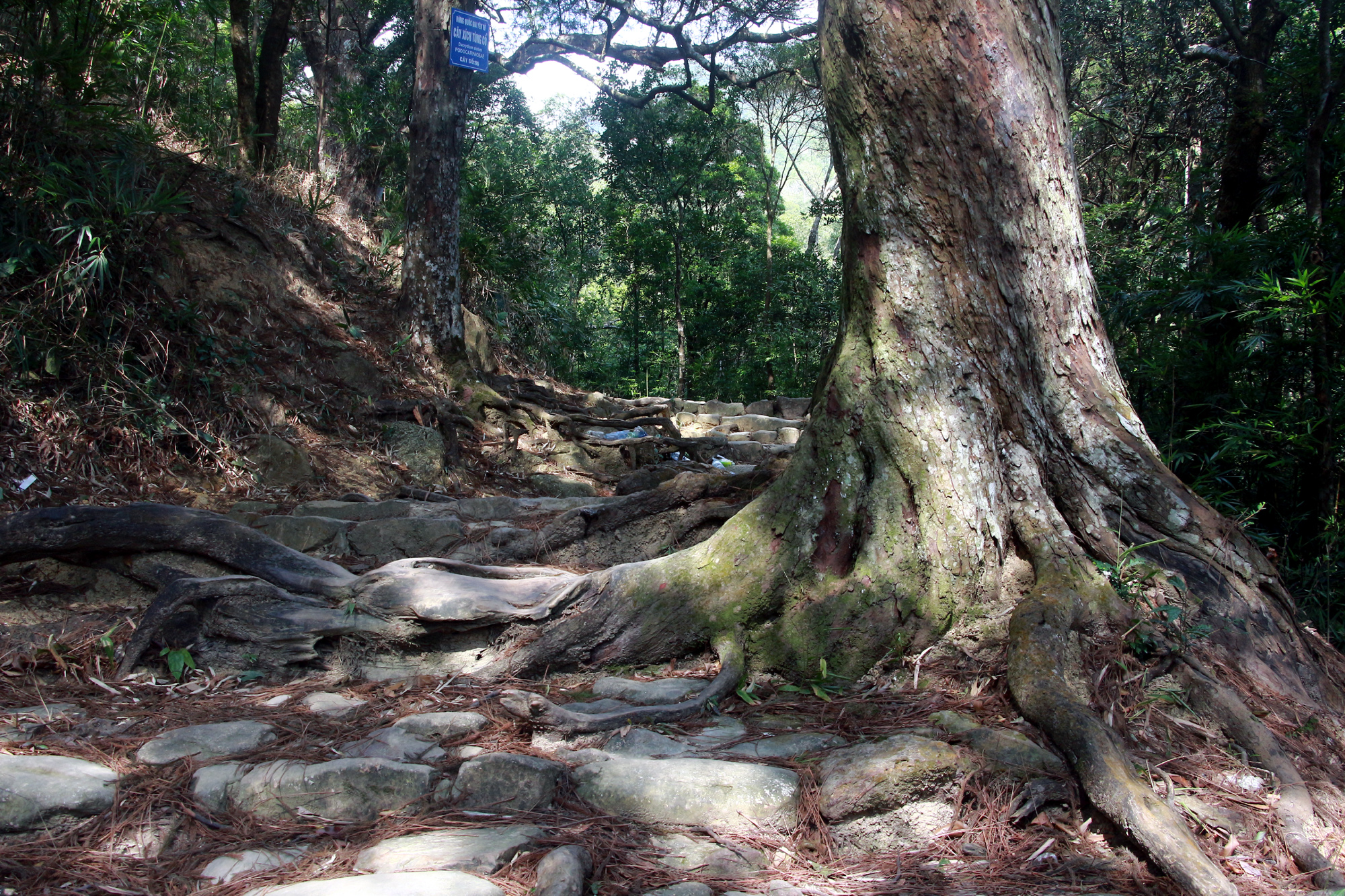 Explora el antiguo bosque de pino rojo de 700 años de antigüedad