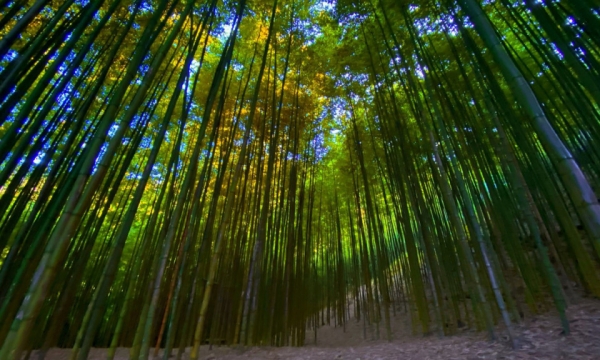 Bamboo forest 'like in a movie' in Mu Cang Chai