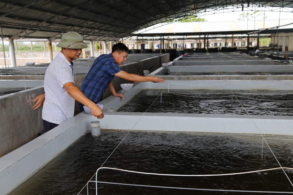 Hiện nay HTX Sản xuất và Nuôi trồng thủy sản Bắc Việt đang ương nuôi hơn 20 vạn cá giống kích cỡ từ 4-9cm