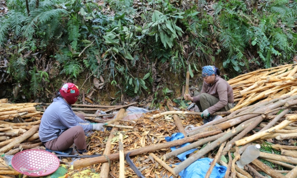 Distrito de Dam Ha: se recupera la producción agrícola tras la tormenta