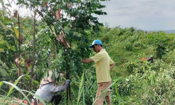 Protéger les forêts après la tempête numéro 3