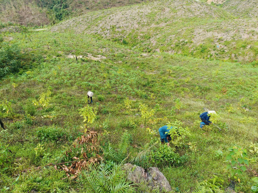 バチェ族の農民たちは、嵐の後に木が折れた場所にすぐに木を植え直した。