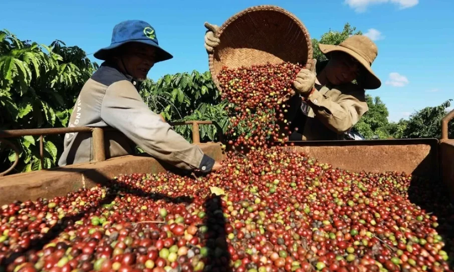 En septembre, les exportations de café sont tombées à leur plus bas niveau depuis le début de l’année.