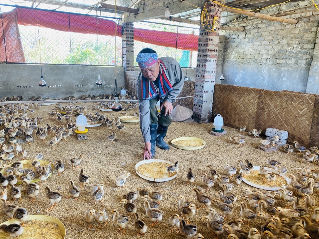 Anh Đoàn Văn Mạnh, khu Biểu Nghi, phường Đông Mai, TX Quảng Yên vừa vào 1.500 con gà ri sau bão số 3.