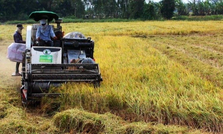 Tăng đầu tư cho sản xuất lúa chất lượng cao, phát thải thấp