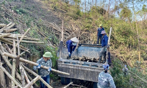 Giải quyết khó khăn cho người trồng rừng sau bão