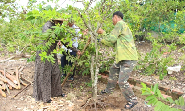 Esfuerzos para regenerar huertos de chirimoyas en la comuna de Tien An, ciudad de Quang Yen