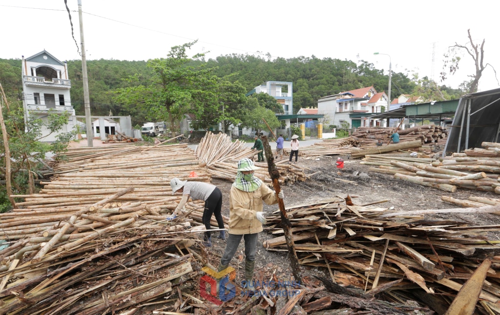 xưởng thu mua gỗ tư nhân Thìn Hà tại Yên Lập Minh Thành Quảng Yên đông các hộ đến bán keo do ảnh hưởng của bão, anh giang