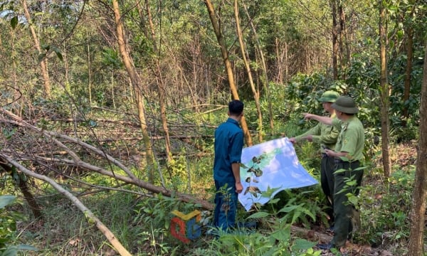 To quickly revive the forests