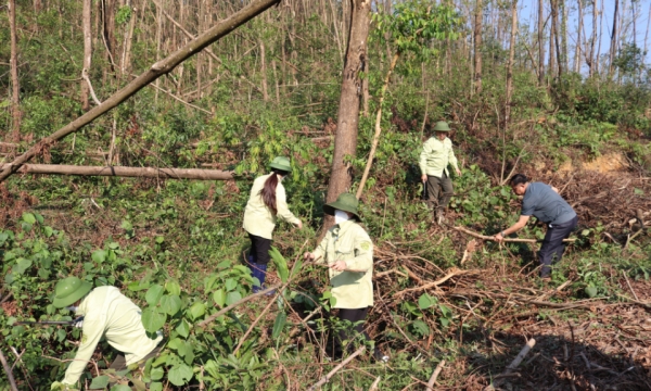 Soutien à la reconstruction des productions forestières endommagées par les catastrophes naturelles