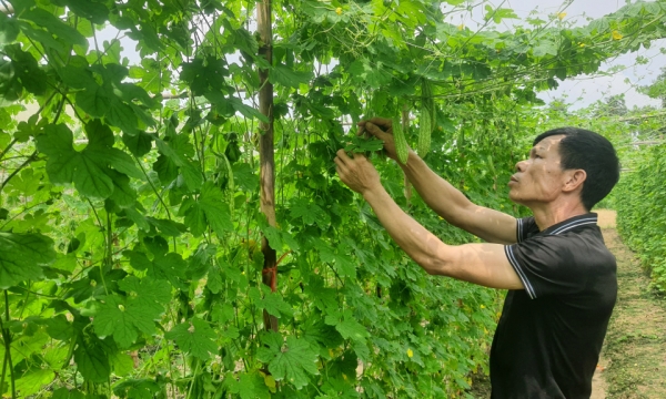 Suministro de verduras limpias para zonas industriales