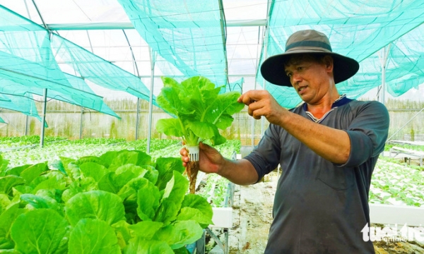 Chàng trai trồng thủy canh rau càng cua, rau sam và rau cải, thu lợi lớn