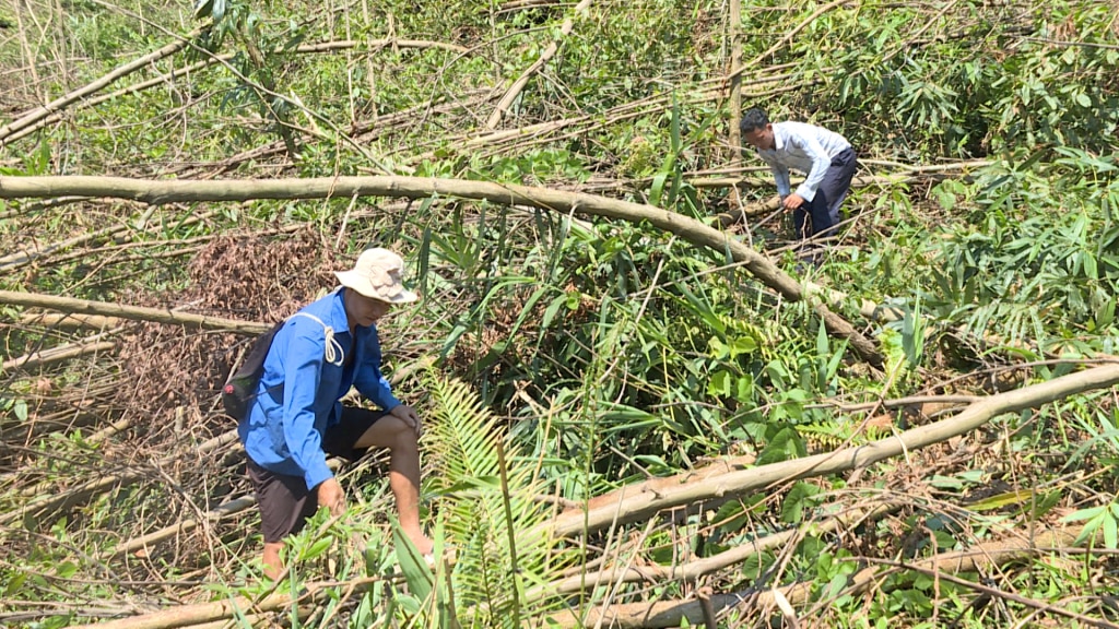 Gia đình anh Triệu A Phúc, thôn Nà Làng, xã Đồn Đạc (Ba Chẽ) đang dọn rừng cây keo gần 3 năm tuổi do bão số 3 tàn phá.