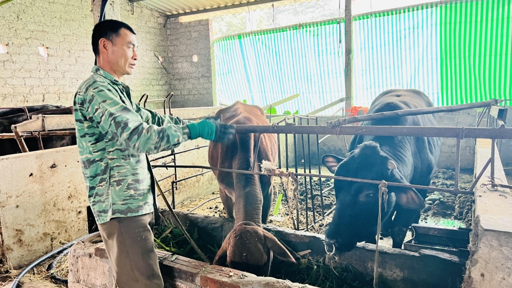 Mô hình phát triển kinh tế từ nuôi bò 3B của gia đình ông Diệp Văn Đại, xã Tràng Lương.