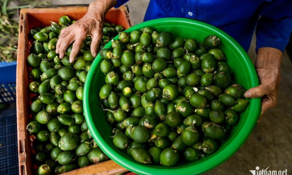 China kauft billige Areka-Nüsse, um Süßigkeiten daraus herzustellen, und schickt sie dann zurück auf den vietnamesischen Markt, wo sie für 3,3 Millionen pro kg verkauft werden.