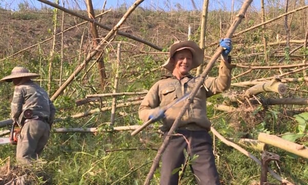 Restoring forestry production