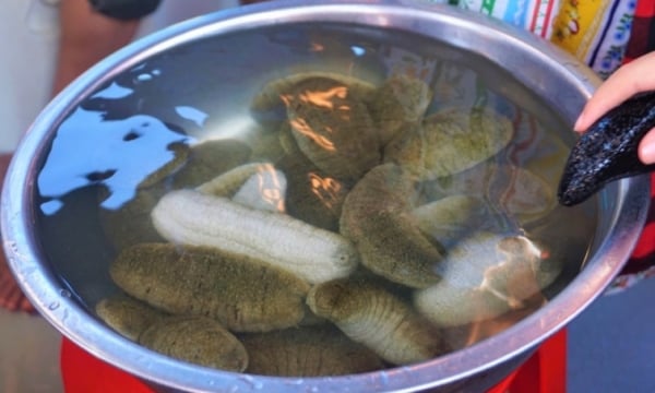 Raising sand sea cucumbers costs 10 million VND per kg