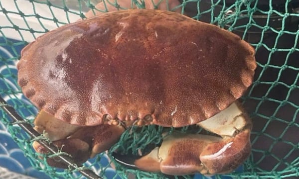 European 'super brick' crab is cheaper than Vietnamese goods