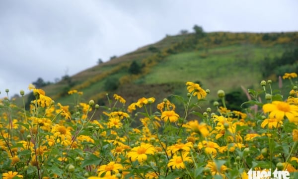 11月初旬のChu Dang Ya火山野生ヒマワリウィークの何が面白いですか?