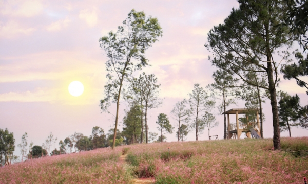 La colina de hierba rosa a unos 70 km de Hanoi, hermosa como en Da Lat, atrae a los visitantes para registrarse.