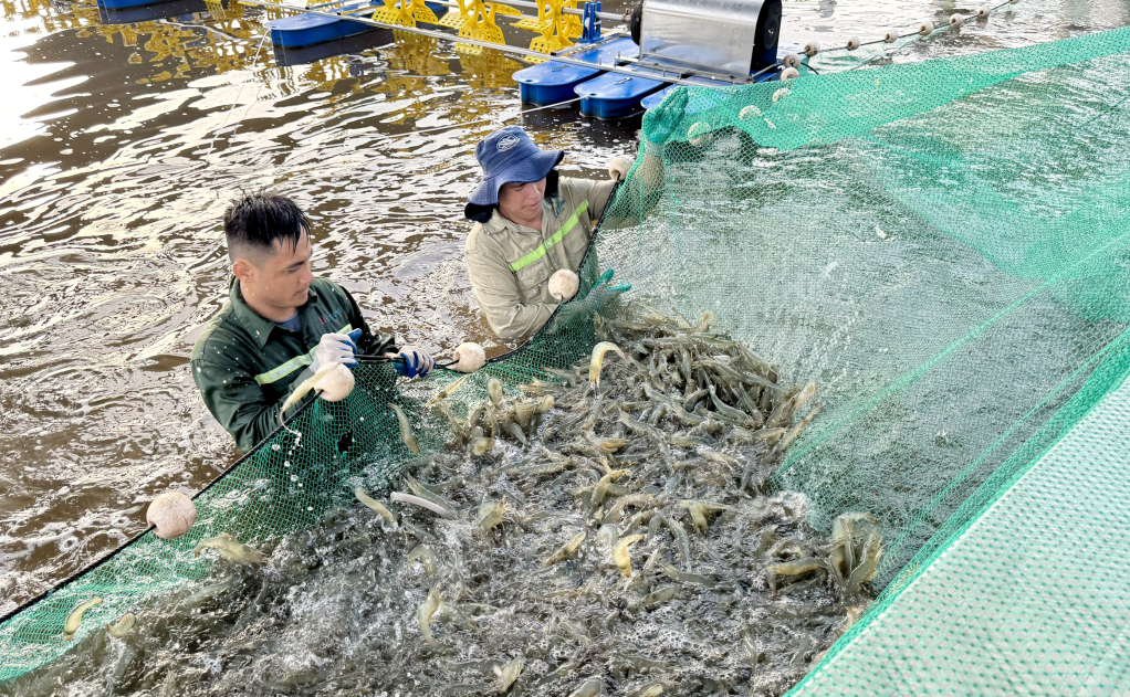 Thu hoạch tôm nuôi công nghiệp tại HTX nuôi trồng thủy sản công nghệ cao Cẩm Phả. Ảnh: Mạnh Trường