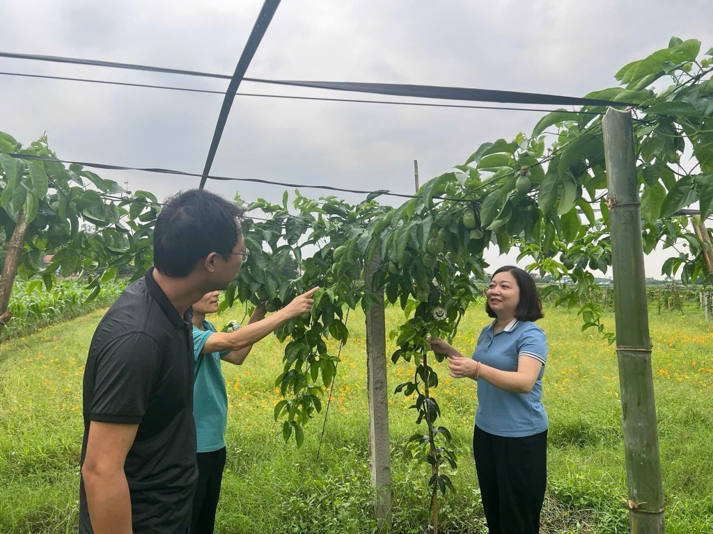 Đồng chí Hoàng Mỹ Linh, Bí thư Đảng ủy xã Đầm Hà, kiểm tra mô hình trồng chanh leo tại thôn Trại Dinh, xã Đầm Hà.