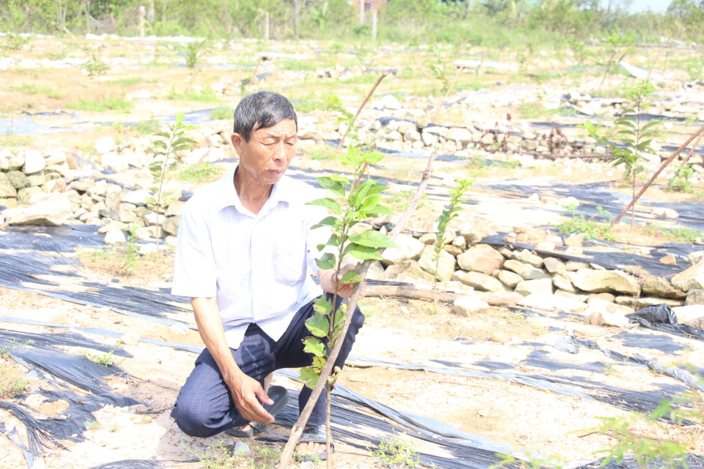 Những cây na con mới trồng không bị ảnh hưởng tác động nhiều bởi cơn bão số 3.