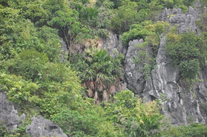 Régénération de la verdure sur les montagnes rocheuses de la baie d'Ha Long