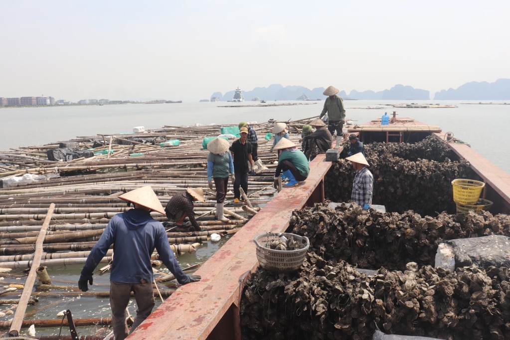 Người dân Quảng Yên đi thu hoạch hàu sau bão. 