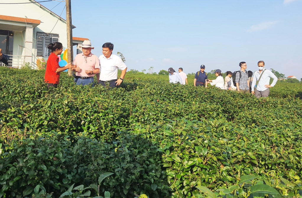 Du khách tham quan vườn trà của Nhà trà Việt Tú (xã Quảng Long, huyện Hải Hà).