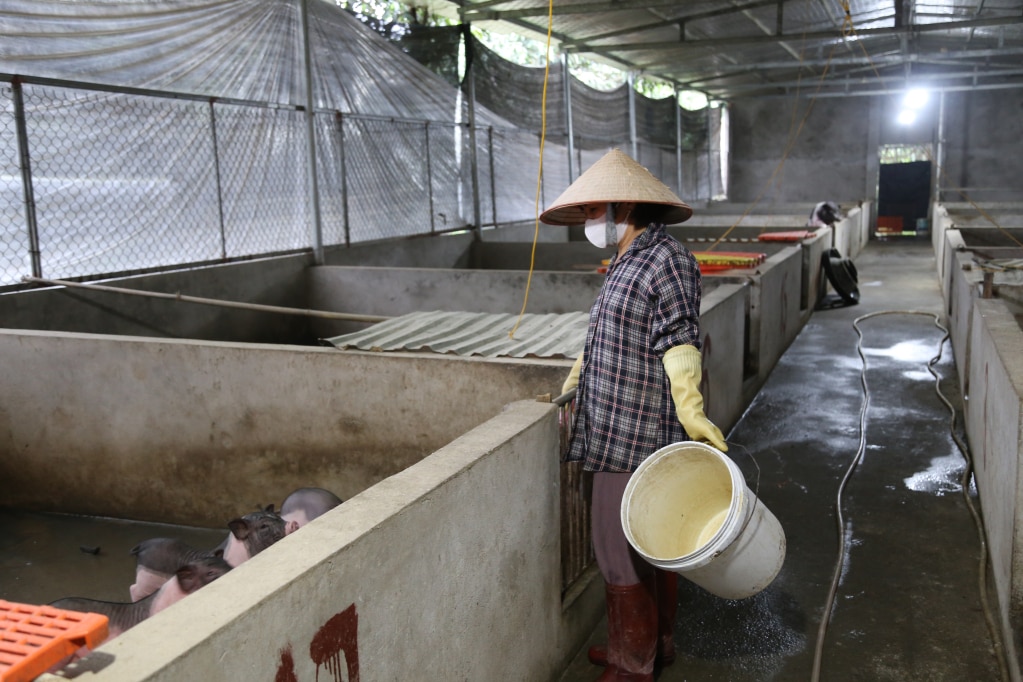 Trang trại chăn nuôi lợn Móng Cái hữu cơ của HTX Vạn Thành Phát, khu 5, phường Hải Yên