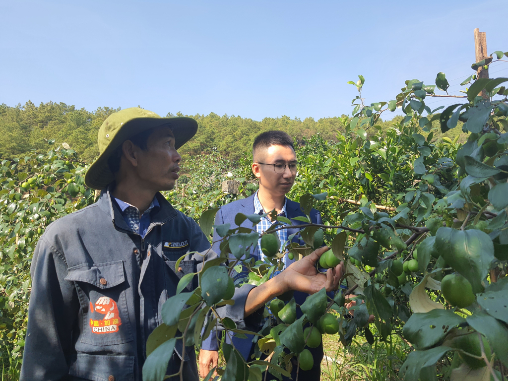 Nông dân phường Quang Trung chăm sóc vườn cây ăn quả cho vụ thu hoạch cuối năm 2024.