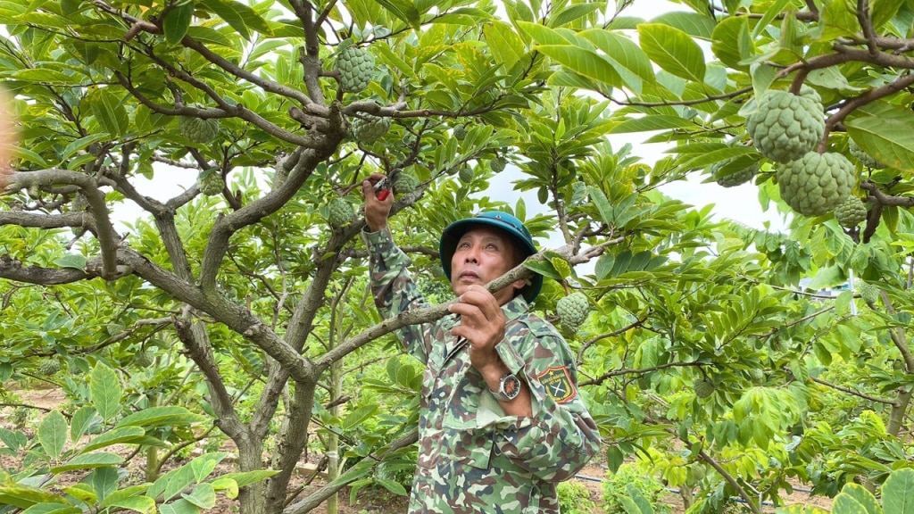 Ông Nguyễn Văn Khoa (thôn Tân Thành, xã Việt Dân) chăm sóc na chờ đến ngày thu hoạch. Ảnh: Minh Yến