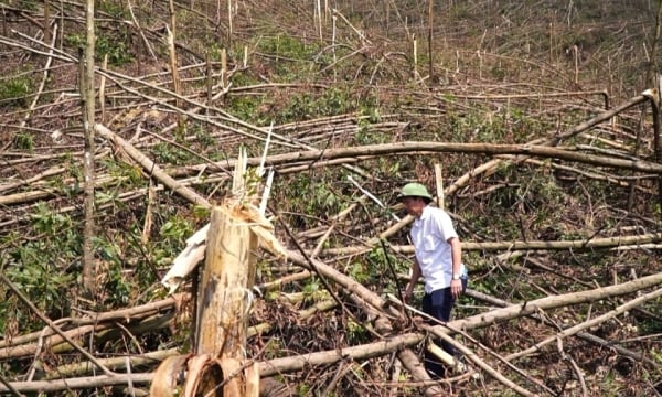 The Provincial People's Committee launched a peak period to support clearing and cleaning forests damaged by storms.