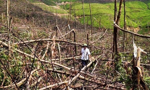 Issuing regulations on liquidation of planted forests for forest areas planted with the State budget