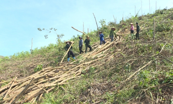 Tien Yen: Restauración activa de bosques plantados tras la tormenta nº 3