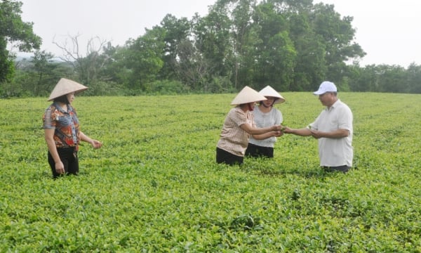 Duong Hoa 차 농장의 생태 관광