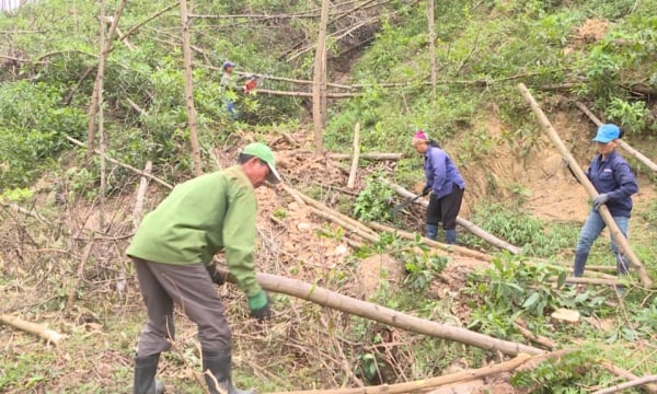 Uong Bi City: Preparing conditions for new forest planting season