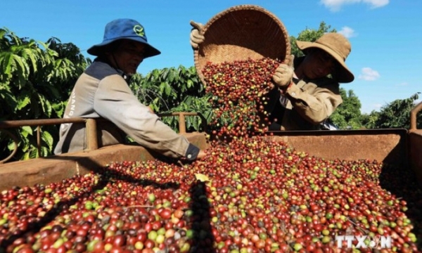 Les produits agricoles vietnamiens seront référencés sur les plateformes de commerce électronique chinoises