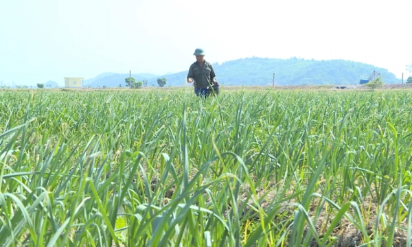 Dong Trieu: Ensuring the planting season for winter crops