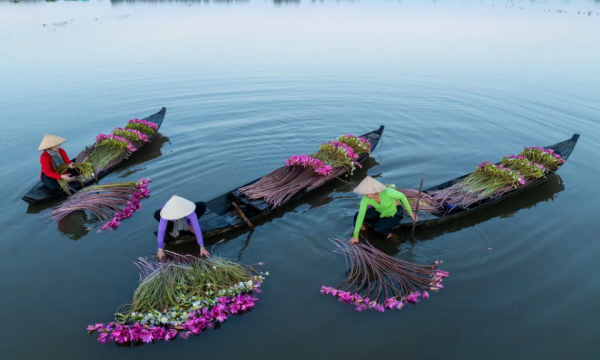 Western newspapers are amazed by the scene of lotus harvesting in Vietnam.