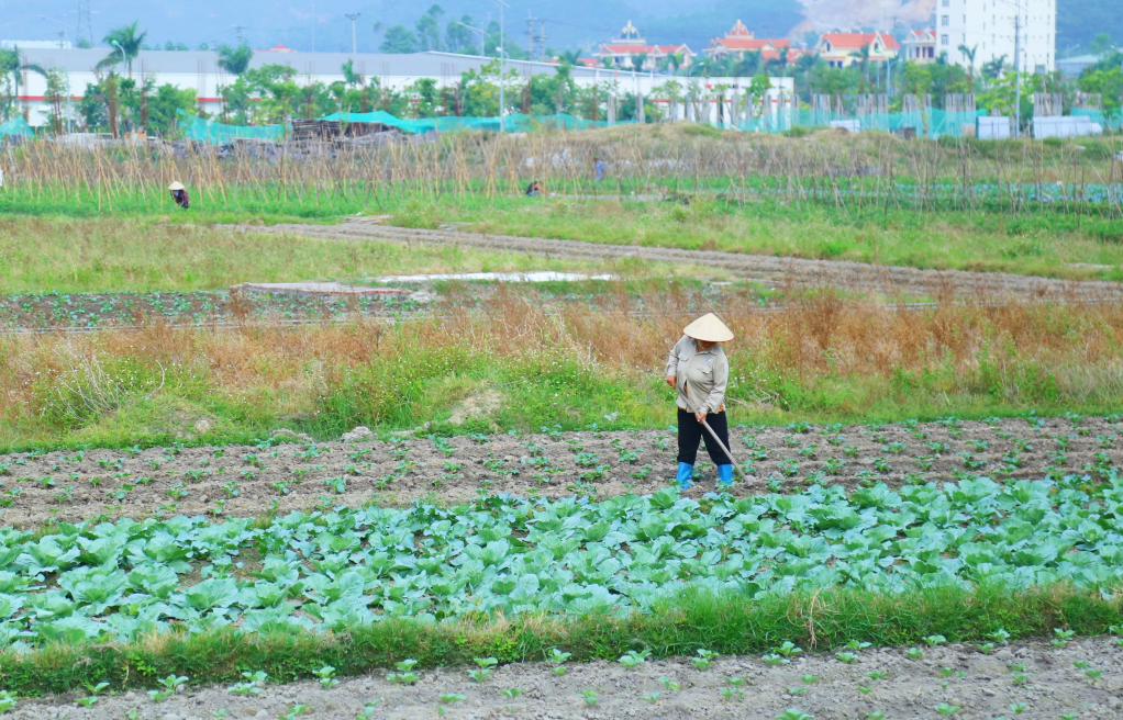 Người dân phường Minh Thành, TX Quảng Yên chăm sóc diện tích rau màu vụ đông.